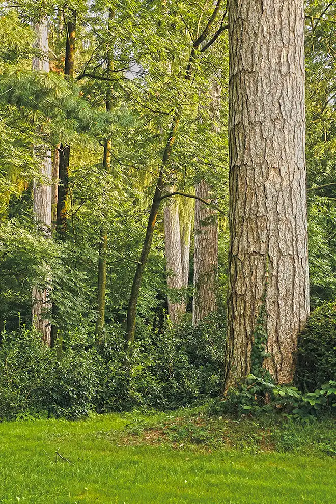 Alberi di alto fusto nel Parco del Castello di Bagnolo