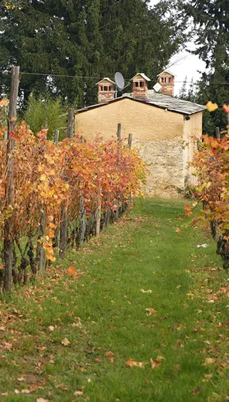 Vigneto della tenuta del Castello di Bagnolo con cascina Bedassot