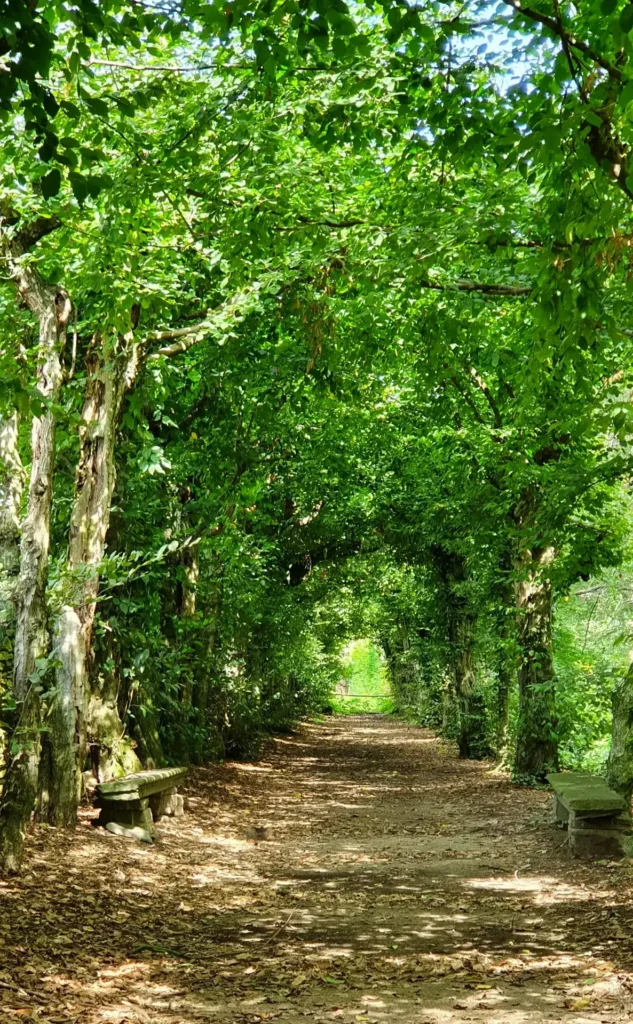Viale alberato di carpini Carpinus betulus nel parco storico del Castello di Bagnolo