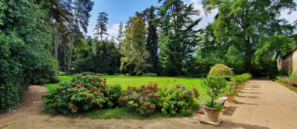 La terrazza del giardino storico del Castello Malingri di Bagnolo è scandita da una sequenza di grandi vasi in terracotta con limoni (Citrus limon) coltivati secondo la tradizione dei giardini italiani. Gli agrumi accompagnano il percorso che si affaccia sul prato e sugli alberi monumentali del parco, creando una composizione che unisce giardino formale e paesaggio romantico.