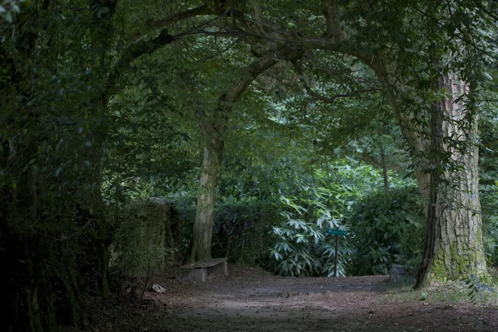 Sentiero nel bosco del parco storico del Castello Malingri con panchina sotto grandi alberi