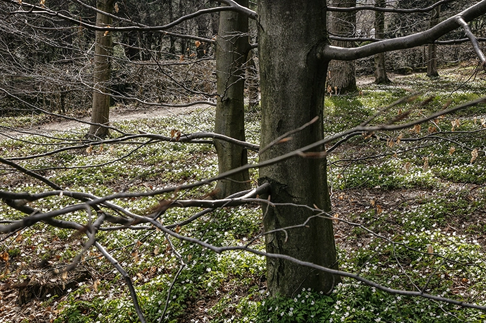 Sottobosco del parco con fioritura primaverile tra i carpini