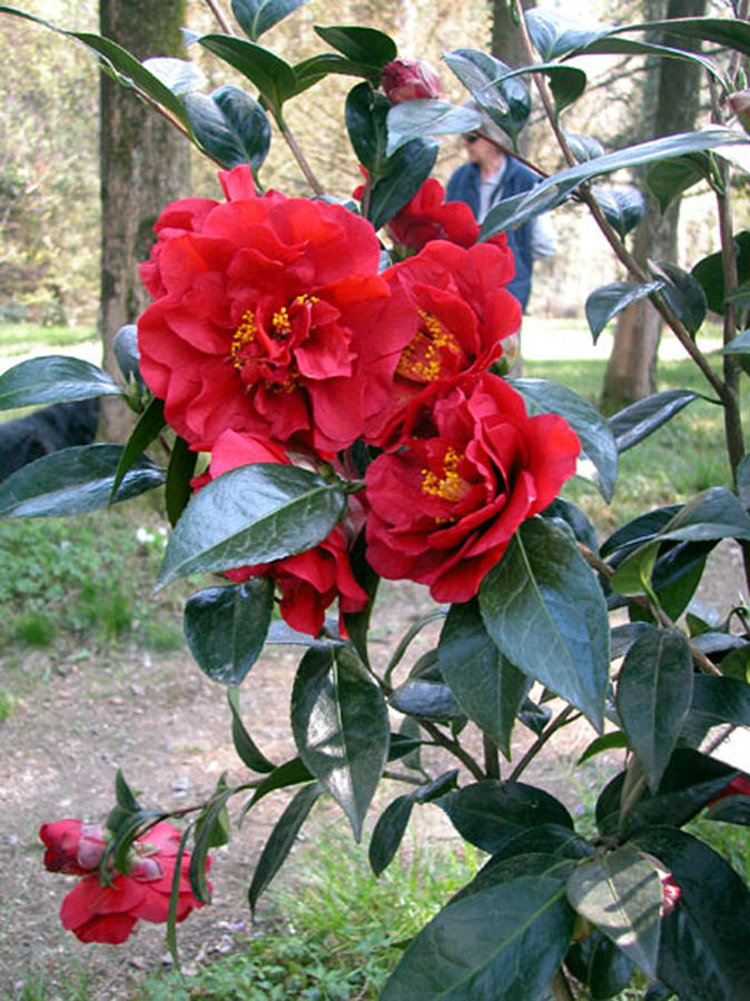 Fiore rosso di camelia Camellia japonica cultivar Adolphe Audusson