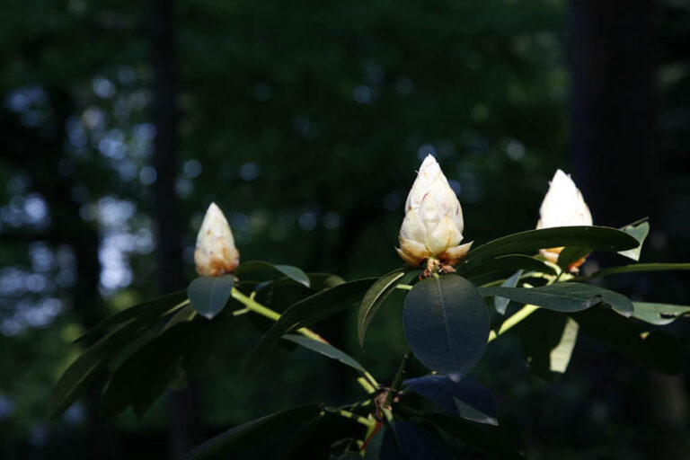 Boccioli chiari di rododendro su foglie sempreverdi
