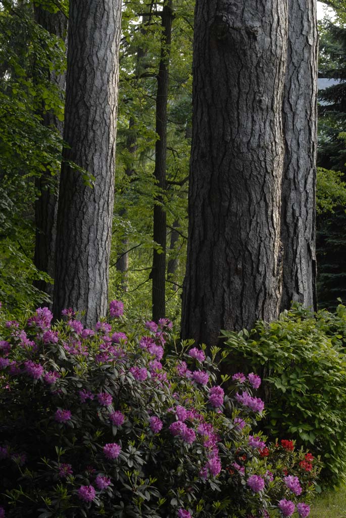 Rododendri viola in fiore tra tronchi di conifere