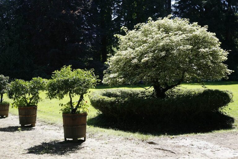 Siepi e piccoli alberi ornamentali disposti lungo un viale del parco