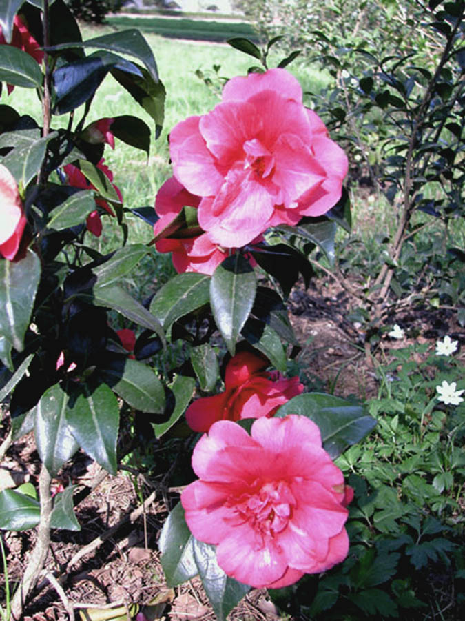 Fiore rosa di camelia Camellia japonica cultivar Jean May