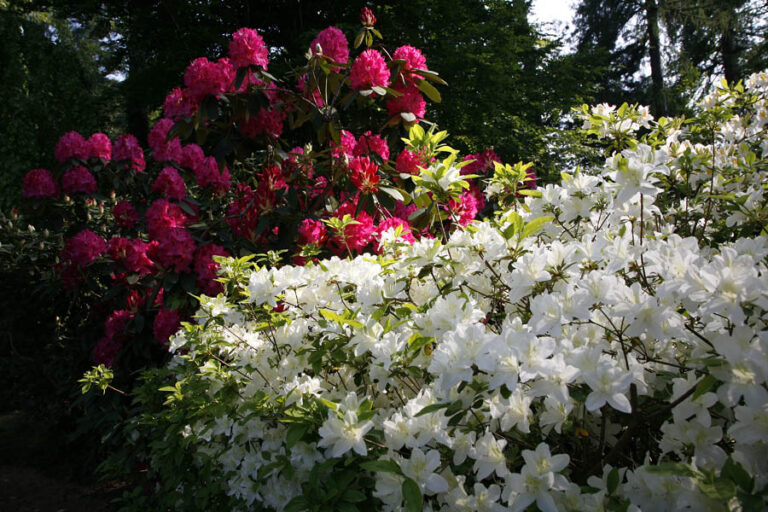 Rododendri rosa e azalee bianche in fiore nel giardino