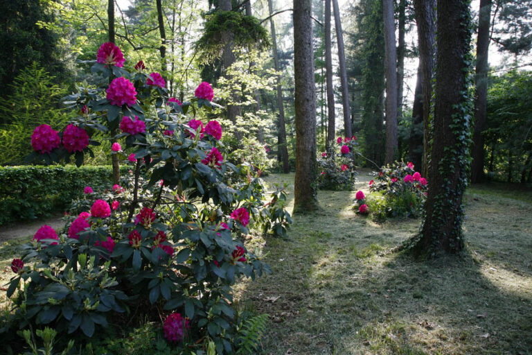Rododendri rosa nel sottobosco di un parco