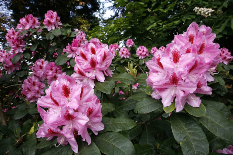 Rododendro rosa con macchia rossa nei petali