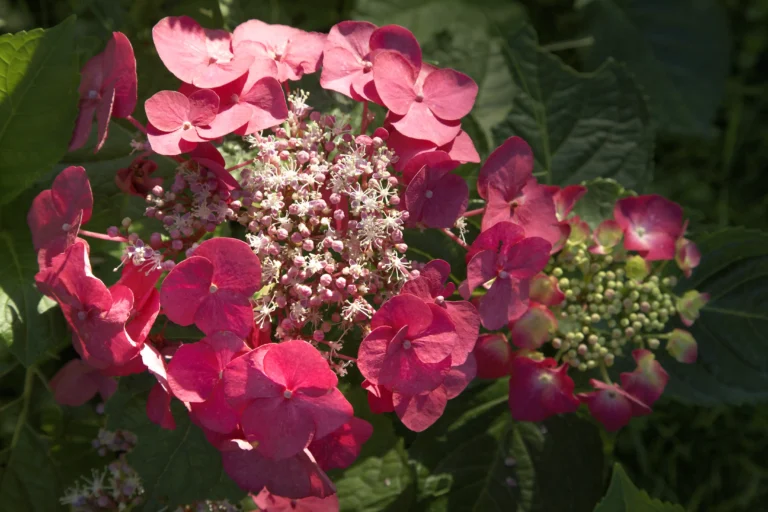 Ortensia rossa Hydrangea macrophylla ‘Merveille Sanguine’