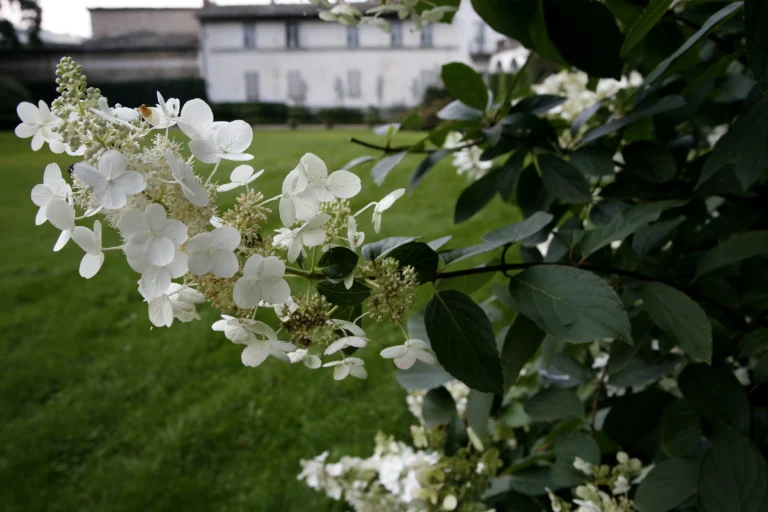 Ortensia bianca paniculata nel parco