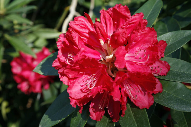 Fiore rosso di rododendro in primo piano