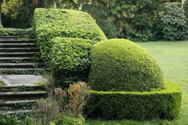 Siepi sagomate che delimitano un percorso nel giardino del parco