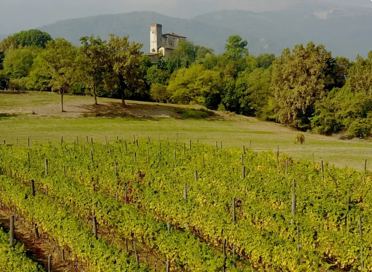 VINO