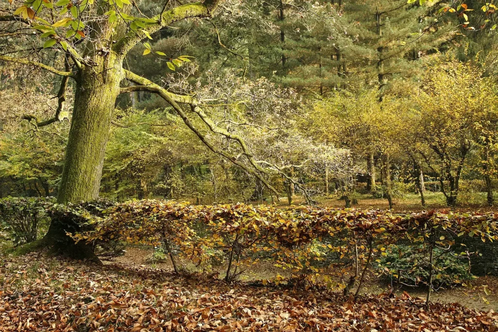 Le grandi sfere bianche della Hydrangea arborescens ‘Annabelle’ illuminano il sottobosco del parco.