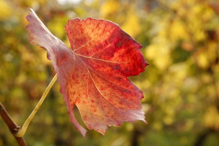 colorsredAVATANEO