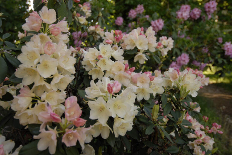 Rododendro Rhododendron ‘Cowlips’ con fiori crema e boccioli rosa