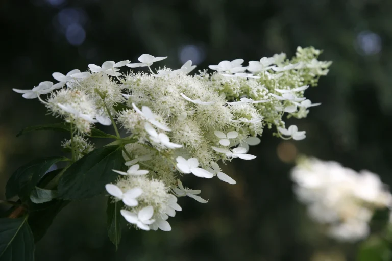 Infiorescenza conica bianca di Hydrangea paniculata