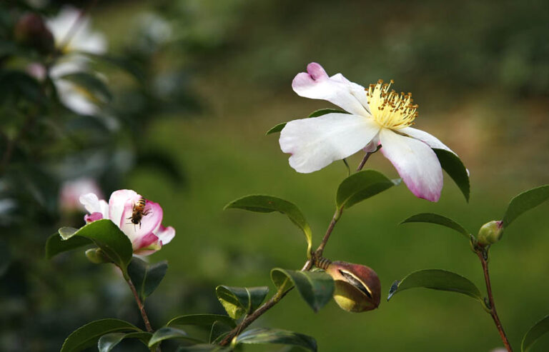 Fiore bianco rosato di camelia Camellia sasanqua con stami gialli