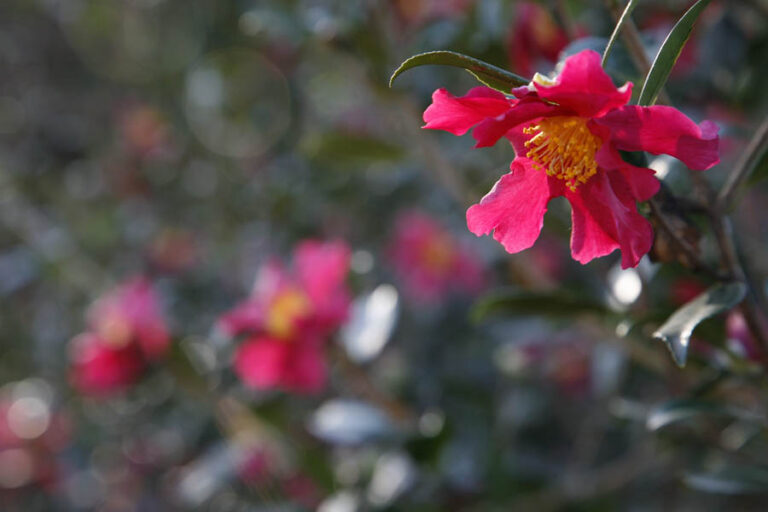 Fiore rosso di camelia Camellia sasanqua con stami gialli