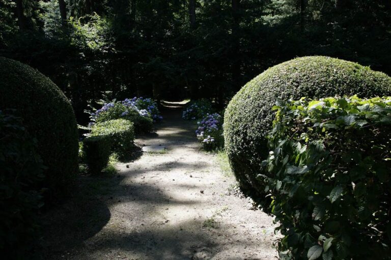 Sentiero del parco delimitato da alte siepi verdi