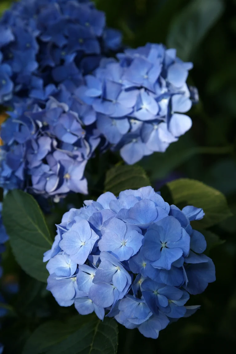 Ortensia blu Hydrangea macrophylla