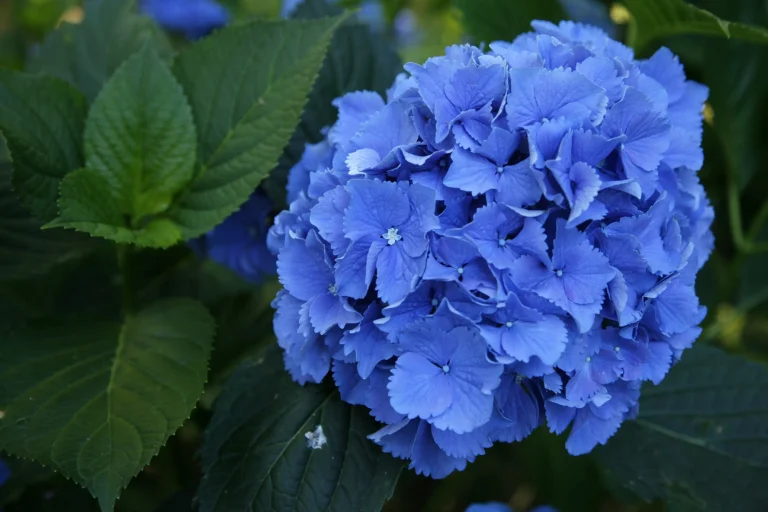 Infiorescenza blu di ortensia
