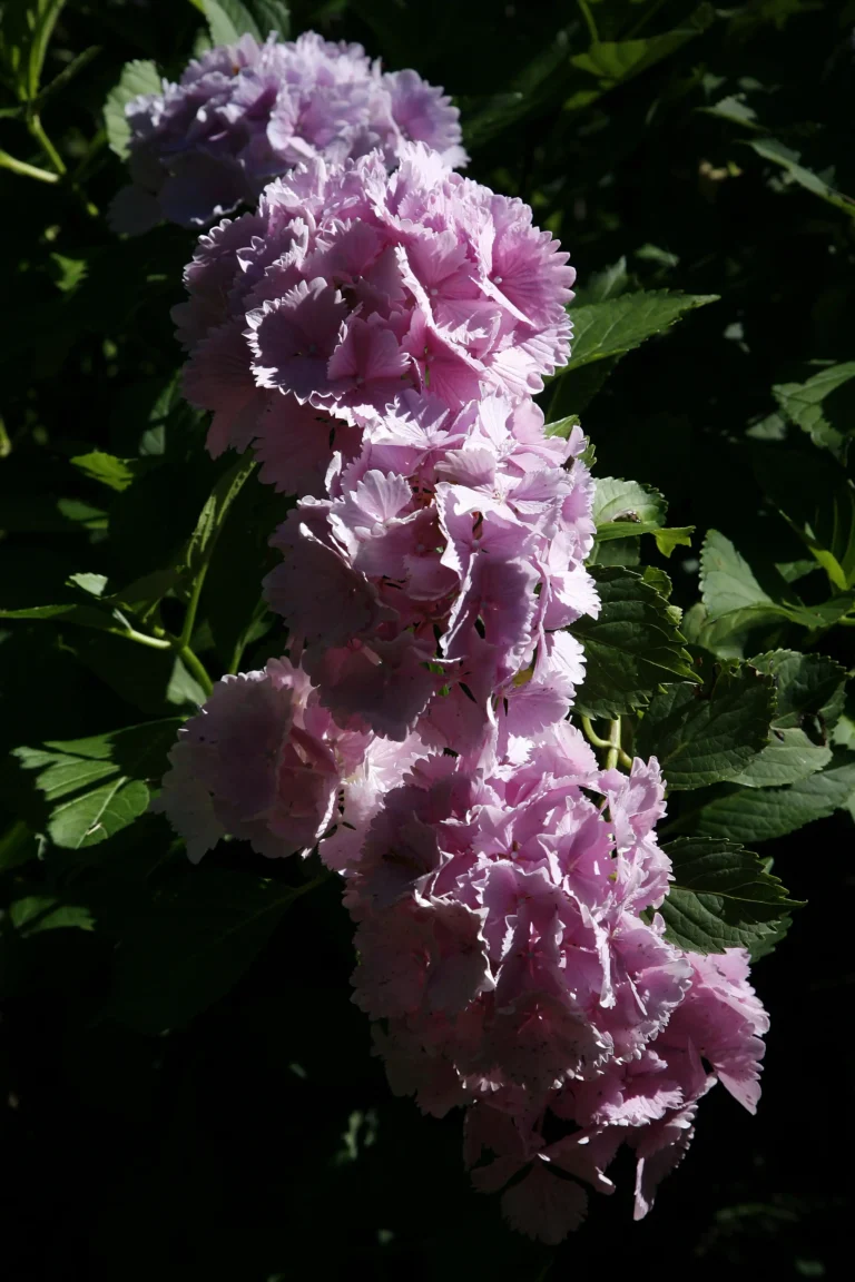 Ortensia rosa frangiata