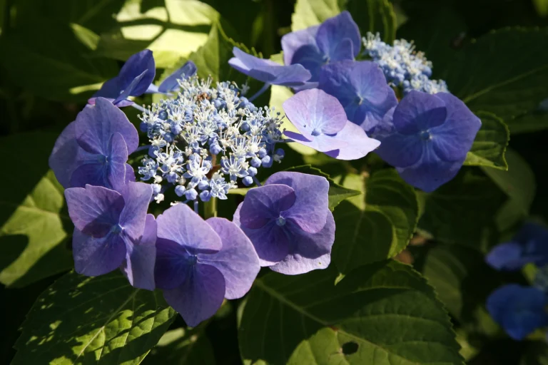 Infiorescenza piatta con fiori fertili centrali e fiori sterili periferici.