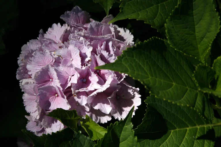 Ortensia rosa chiaro