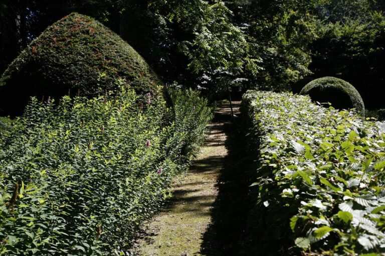 Grandi siepi di bosso potate a forma sferica nel parco
