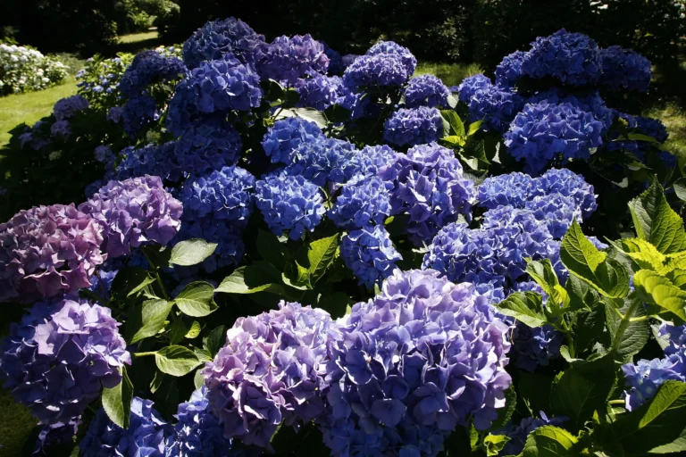 Ortensie blu e viola nel giardino