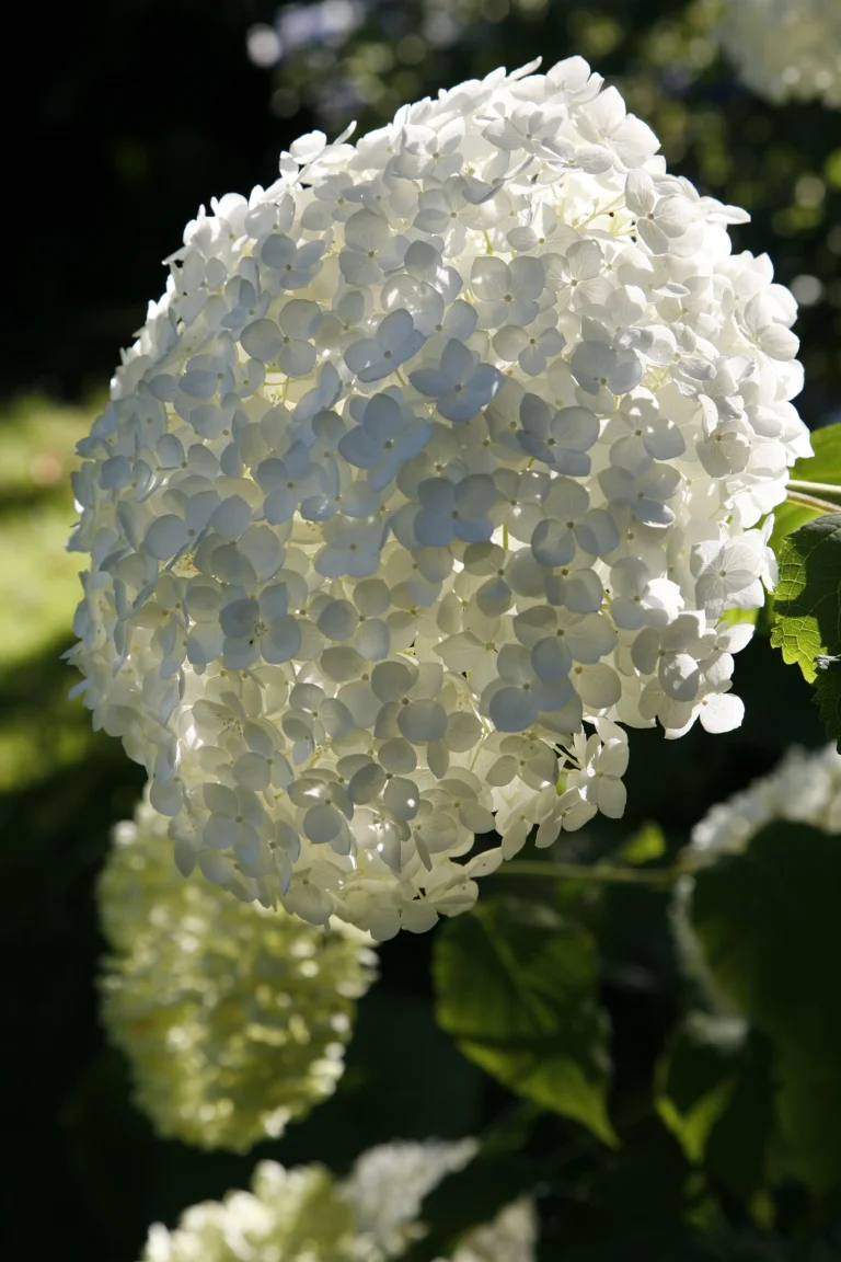 Infiorescenza bianca sferica di ortensia Hydrangea arborescens ‘Annabelle’