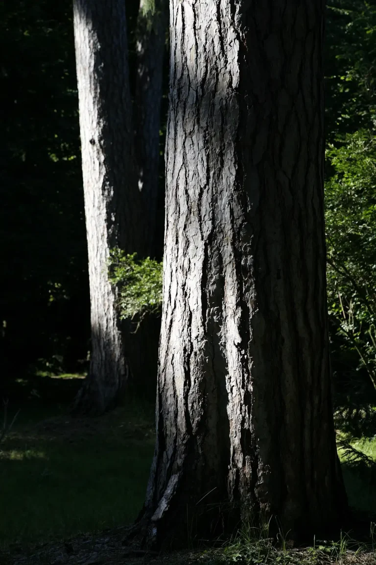 Grandi tronchi di alberi nel parco del Castello di Bagnolo