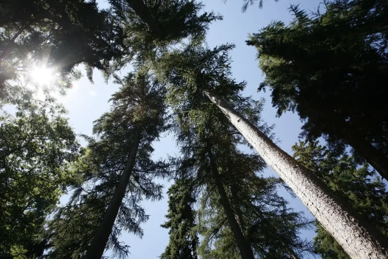 La luce del sole filtra tra i rami creando effetti luminosi nel cuore del parco.