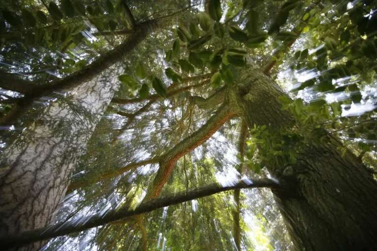 Chiome degli alberi viste dal basso nel parco