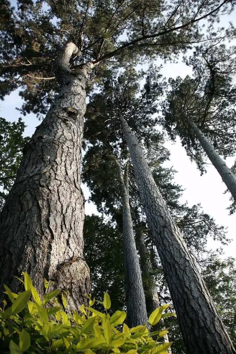 Alberi alti osservati dal basso nel parco del Castello di Bagnolo