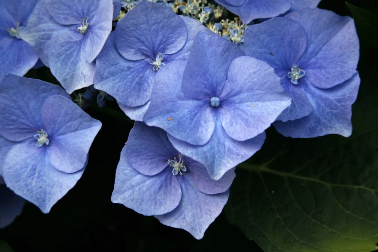 Fiori blu di ortensia lacecap Hydrangea macrophylla