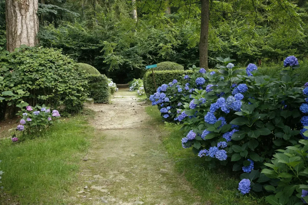 Sentiero tra Hydrangea macrophylla nel parco del Castello