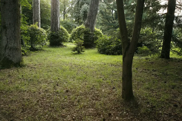Alberi alti e maturi nel parco del Castello di Bagnolo