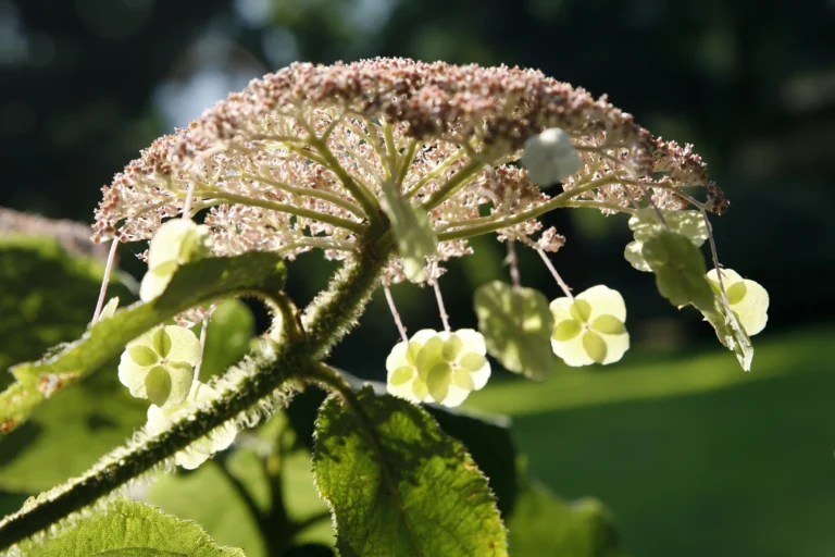 Infiorescenza di ortensia vellutata Hydrangea aspera