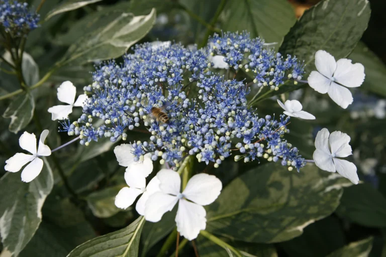 Ortensia lacecap blu con foglie variegate