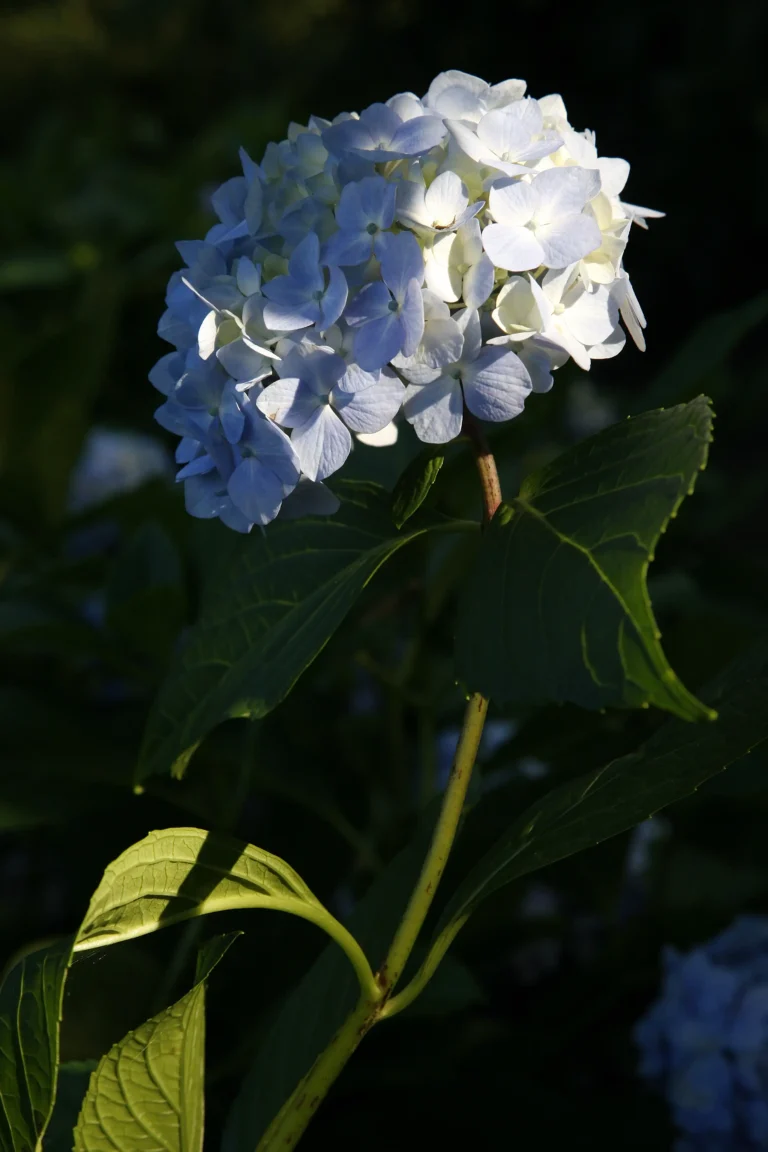 Ortensia bianca Hydrangea macrophylla