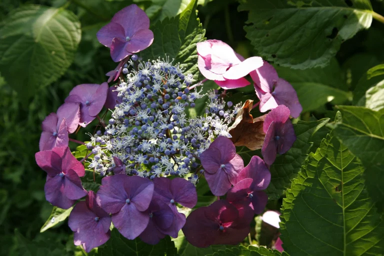 Ortensia lacecap rosa Hydrangea macrophylla