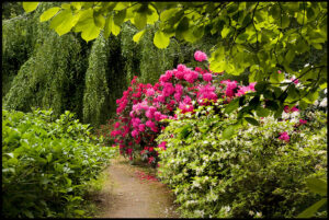Vialetto nel parco tra rododendri rosa e azalee bianche