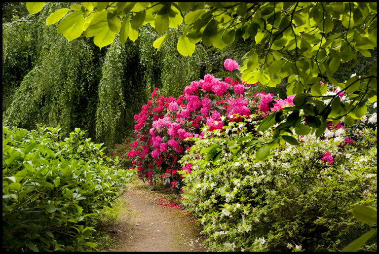 Vialetto nel parco tra rododendri rosa e azalee bianche