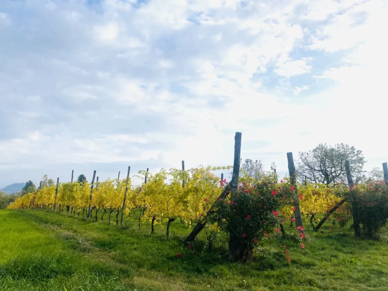 vigna