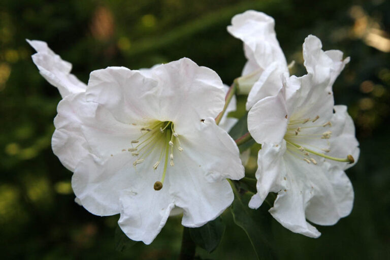 Le varietà bianche di Rhododendron producono fiori eleganti e luminosi che risaltano nelle zone ombreggiate del giardino. I lunghi stami e il pistillo centrale sono ben visibili al centro della corolla.
